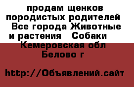 продам щенков породистых родителей - Все города Животные и растения » Собаки   . Кемеровская обл.,Белово г.